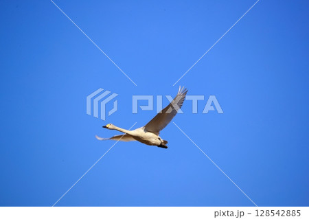 北海道　濤沸湖の白鳥 128542885