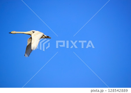 北海道 濤沸湖の白鳥 北海道 濤沸湖の白鳥 128542889