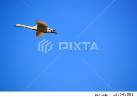 北海道　濤沸湖の白鳥 128542891