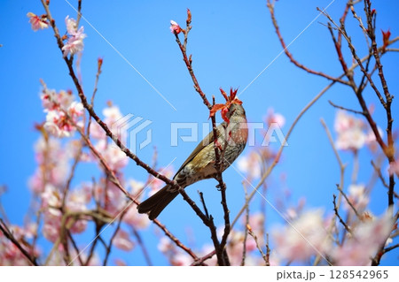 ヒヨドリ 128542965