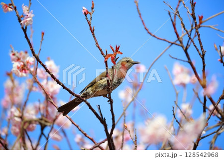 ヒヨドリ 128542968