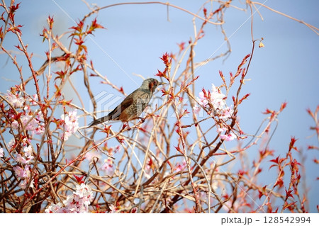 ヒヨドリ ヒヨドリ 128542994