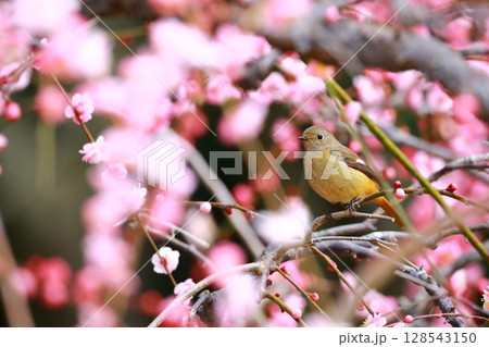 ジョウビタキ ジョウビタキ 128543150