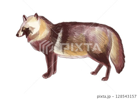 たたずむタヌキ/Standing Tanuki たたずむタヌキ/Standing Tanuki 128543157