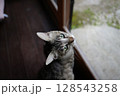 猫の鋭い綺麗な目 128543258
