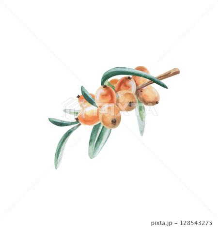 Small branch with sea buckthorn berries. Isolated watercolor illustration in realistic style for design of juices, drinks, teas, tea card, printing on postcards, fabric and textiles. Small branch with sea buckthorn berries. Isolated watercolor illustration in realistic style for design of juices, drinks, teas, tea card, printing on postcards, fabric and textiles. 128543275