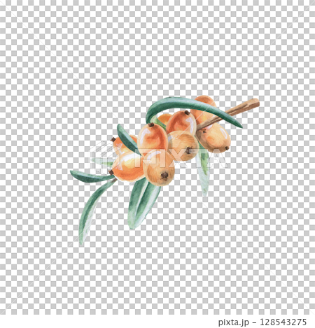 Small branch with sea buckthorn berries. Isolated watercolor illustration in realistic style for design of juices, drinks, teas, tea card, printing on postcards, fabric and textiles. Small branch with sea buckthorn berries. Isolated watercolor illustration in realistic style for design of juices, drinks, teas, tea card, printing on postcards, fabric and textiles. 128543275