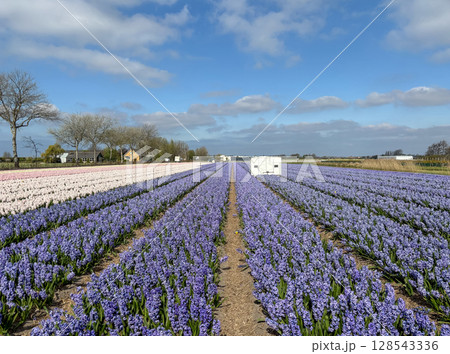 Row of vibrant hyacinth flower in shade of purple, white and pink stretch across a field. Atmosphere in the world largest flower garden in full bloom. HOLLAND Tulip Festival 2025. 128543336
