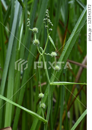 湿地に咲くミクリの花 128543372
