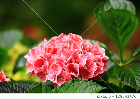紫陽花 アジサイ あじさい 128543476