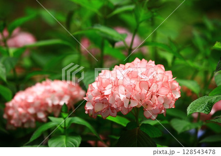 紫陽花 アジサイ あじさい 128543478