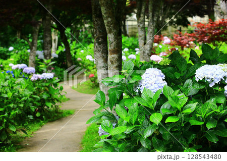 紫陽花 アジサイ あじさい 128543480