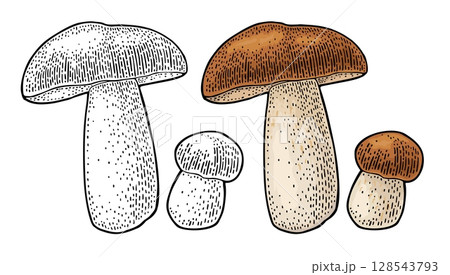 Mushroom boletus. Vintage color vector engraving illustration Mushroom boletus. Vintage color vector engraving illustration 128543793