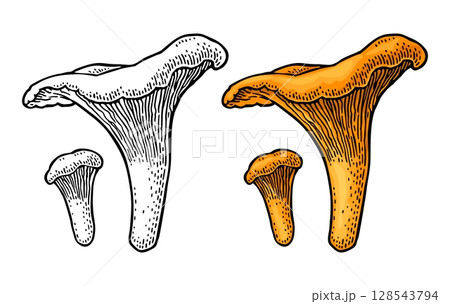 Mushroom chanterelle. Vintage color vector engraving illustration 128543794