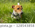 A cute Jack Russell Terrier dog stands in a grass in the field. Pet portrait with selective focus and copy space for text. Domestic animal  128543858