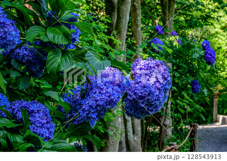 紫陽花(明月院) 紫陽花(明月院) 128543913