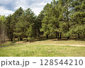 Country landscape, large green meadow in front of the pine forest, sunny day 128544210