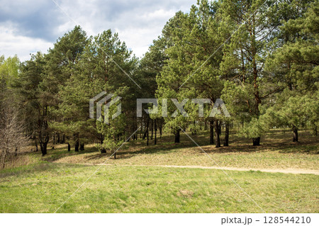 Country landscape, large green meadow in front of the pine forest, sunny day Country landscape, large green meadow in front of the pine forest, sunny day 128544210