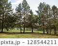 Country landscape, large green meadow in front of the pine forest, sunny day 128544211
