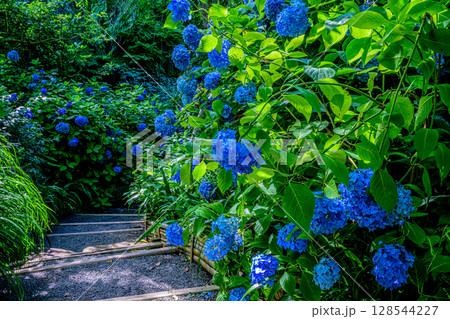 紫陽花（明月院） 128544227