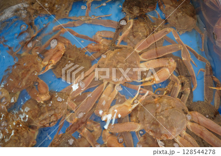 Freshly Caught Snow Crabs in Restaurant Water Tank 128544278