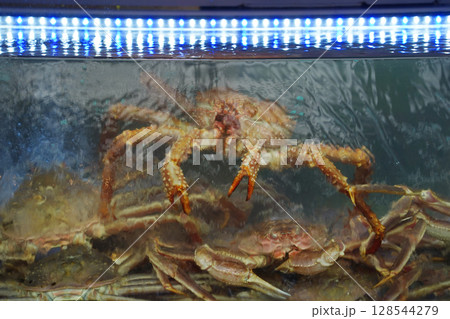 Freshly Caught Snow Crabs in Restaurant Water Tank 128544279