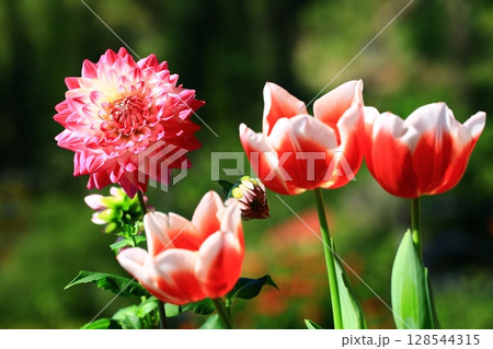 チューリップ ﾁｭｰﾘｯﾌﾟ 花 128544315