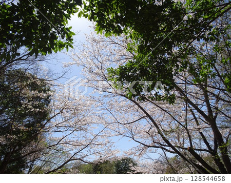 四月の桜-42 四月の桜-42 128544658