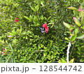 ハイビスカスの花の蜜を吸うナガサキアゲハの雌 128544742