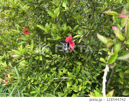 ハイビスカスの花の蜜を吸うナガサキアゲハの雌 ハイビスカスの花の蜜を吸うナガサキアゲハの雌 128544742