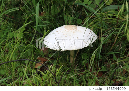 オオシロカラカサタケ オオシロカラカサタケ 128544909