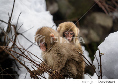 子猿たちのお散歩 128545084