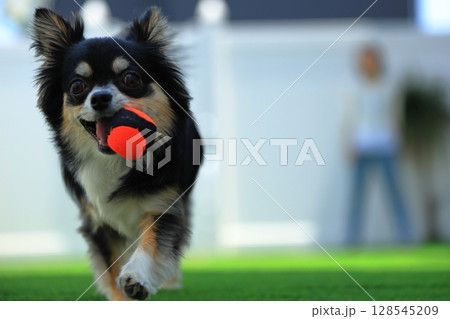 ボール遊び中のロングコートチワワ ボール遊び中のロングコートチワワ 128545209