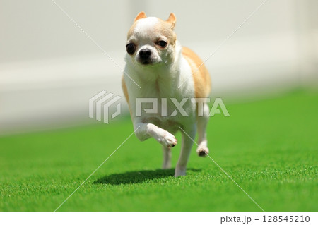 芝生を走るスムースチワワ 芝生を走るスムースチワワ 128545210