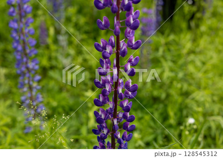 Bright purple lupine flowers stand tall amidst vibrant green foliage during spring, showcasing nature's beauty in full bloom 128545312