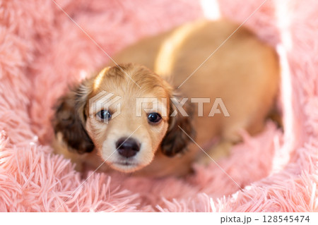 カニンヘンダックスの仔犬 1ヶ月半の仔犬 カニンヘンダックスの仔犬 1ヶ月半の仔犬 128545474