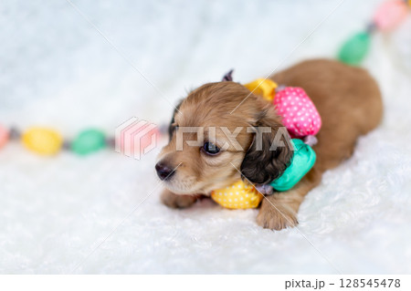 カニンヘンダックスの仔犬　1ヶ月の仔犬 128545478