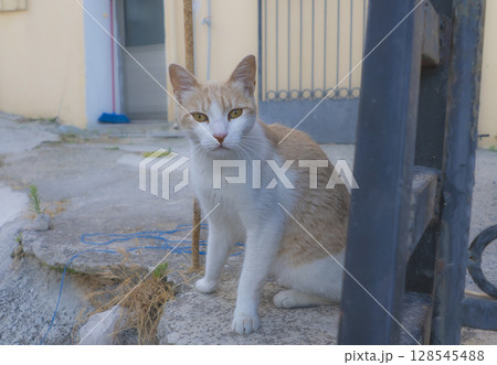 キプロス島のベラパイスで出会ったこちらを見つめる野良猫の写真 キプロス島のベラパイスで出会ったこちらを見つめる野良猫の写真 128545488