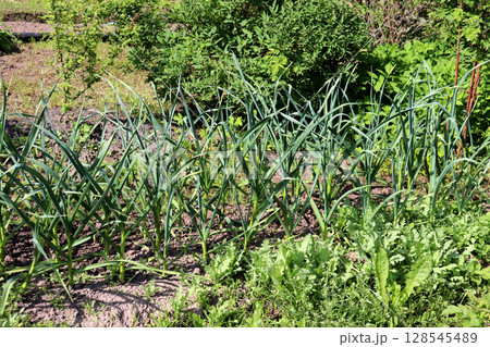 A bed of green onions in a vegetable garden 128545489