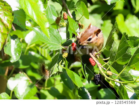 Red Squirrel  eating mulberry 128545569