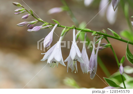 Branch of beautiful hosta flower 128545570