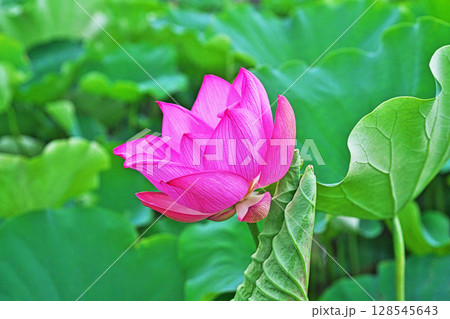 蓮田に咲いた赤いハスの花(夏、七月) 蓮田に咲いた赤いハスの花(夏、七月) 128545643