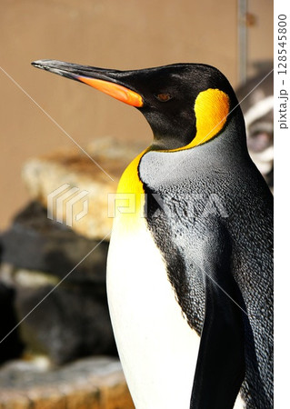 下田海中水族館の「オウサマペンギン」 128545800