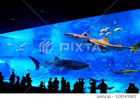 沖縄美ら海水族館の大水槽で泳ぐジンベエザメ(2017年) 沖縄美ら海水族館の大水槽で泳ぐジンベエザメ(2017年) 128545802