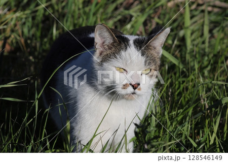 草むらの猫　見つめる 128546149
