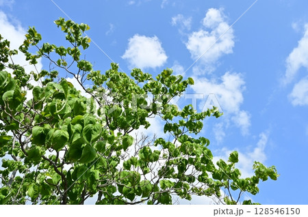 アメリカハナミズキ（ミズキ科）ヤマボウシ属 128546150