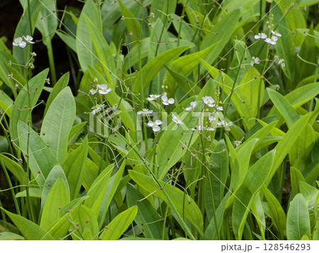 抽水植物 オモダカ科ナガバオモダカの白い花 抽水植物 オモダカ科ナガバオモダカの白い花 128546293