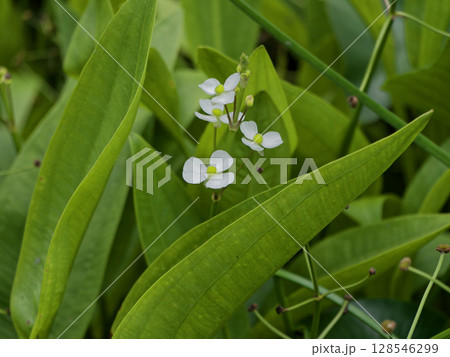 抽水植物 オモダカ科ナガバオモダカの白い花 抽水植物 オモダカ科ナガバオモダカの白い花 128546299