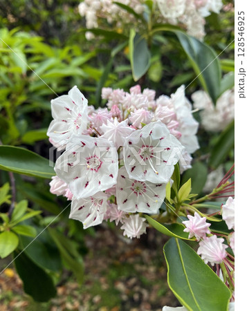 繊細な美しさ：白い花びらにピンクの模様が映えるカルミア 128546925