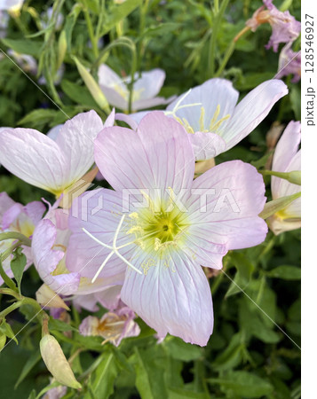 優しく咲く:淡いピンクの月見草のクローズアップ 優しく咲く:淡いピンクの月見草のクローズアップ 128546927